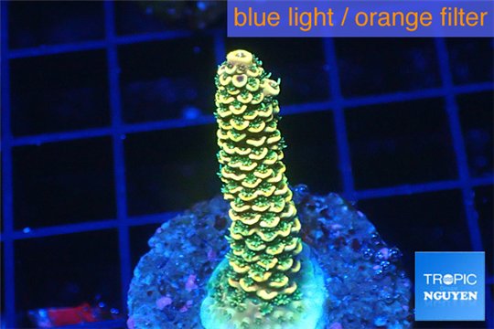 Acropora pikachu Indonesia 2-3 cm WYSIWYG acclimaté