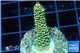 Acropora pikachu Indonesia 2-3 cm WYSIWYG acclimaté