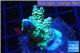 Acropora green & blue tip Indonesia 2-4 cm WYSIWYG acclimaté