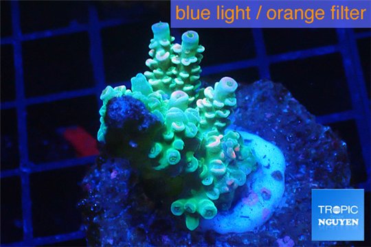 Acropora green & blue tip Indonesia 2-4 cm WYSIWYG acclimaté