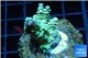 Acropora green & blue tip Indonesia 2-4 cm WYSIWYG acclimaté
