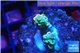 Acropora purple blue Indonesia 1-2 cm WYSIWYG acclimaté