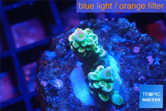 Acropora purple blue Indonesia 1-2 cm WYSIWYG acclimaté