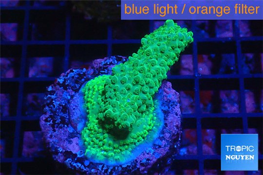 Acropora green blue Australia 3-4 cm WYSIWYG acclimaté