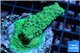 Acropora green blue Australia 3-4 cm WYSIWYG acclimaté