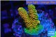 Acropora mango Indonesia 2-3 cm WYSIWYG acclimaté