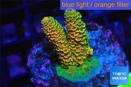 Acropora mango Indonesia 2-3 cm WYSIWYG acclimaté