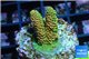 Acropora mango Indonesia 2-3 cm WYSIWYG acclimaté