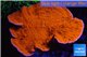 Montipora red cap 6-8 cm WYSIWYG acclimaté