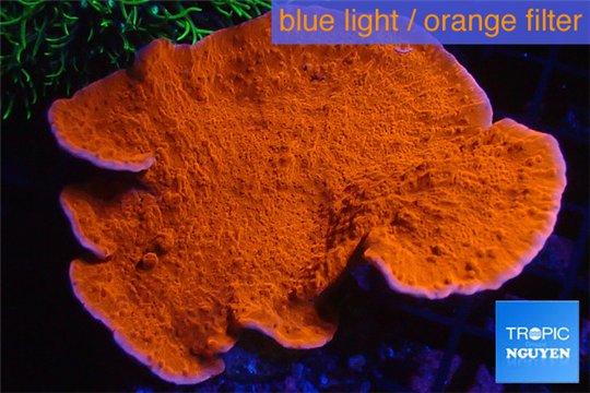 Montipora red cap 6-8 cm WYSIWYG acclimaté