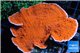 Montipora red cap 6-8 cm WYSIWYG acclimaté