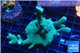 Montipora digitata green 4-6 cm WYSIWYG acclimaté