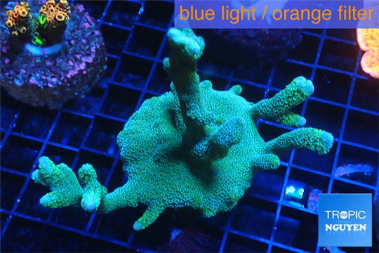 Montipora digitata green 4-6 cm WYSIWYG acclimaté