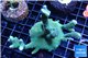 Montipora digitata green 4-6 cm WYSIWYG acclimaté