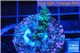 Acropora green & blue tip Indonesia 2-4 cm WYSIWYG acclimaté