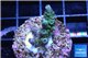 Acropora green & blue tip Indonesia 2-4 cm WYSIWYG acclimaté
