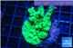 Acropora green Australia 2-4 cm WYSIWYG acclimaté