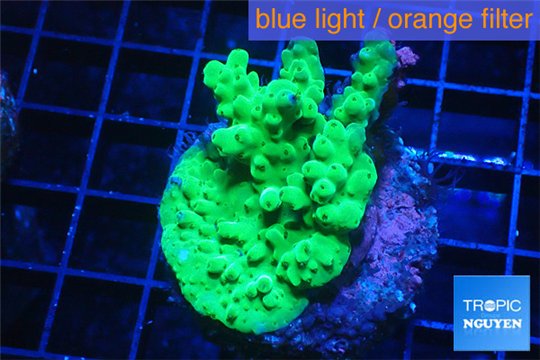 Acropora green Australia 2-4 cm WYSIWYG acclimaté