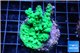 Acropora green Australia 2-4 cm WYSIWYG acclimaté