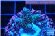 Acropora purple blue Indonesia 2-3 cm WYSIWYG acclimaté