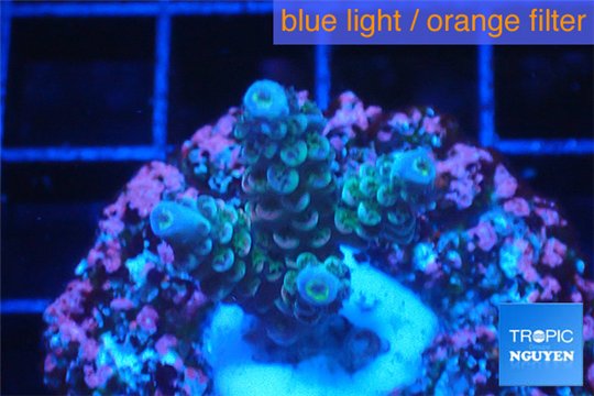 Acropora purple blue Indonesia 2-3 cm WYSIWYG acclimaté