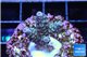 Acropora purple blue Indonesia 2-3 cm WYSIWYG acclimaté