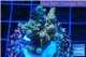Acropora rainbow Indonesia 3-4 cm WYSIWYG acclimaté