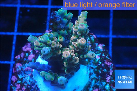 Acropora rainbow Indonesia 3-4 cm WYSIWYG acclimaté