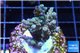 Acropora rainbow Indonesia 3-4 cm WYSIWYG acclimaté