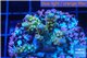 Acropora rainbow Indonesia 3-4 cm WYSIWYG acclimaté