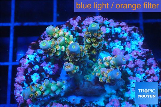 Acropora rainbow Indonesia 3-4 cm WYSIWYG acclimaté