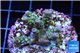 Acropora rainbow Indonesia 3-4 cm WYSIWYG acclimaté