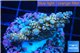 Acropora rainbow Indonesia 3-4 cm WYSIWYG acclimaté