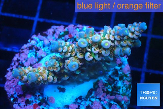 Acropora rainbow Indonesia 3-4 cm WYSIWYG acclimaté