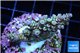 Acropora rainbow Indonesia 3-4 cm WYSIWYG acclimaté