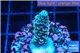 Acropora rainbow Indonesia 2-3 cm WYSIWYG acclimaté