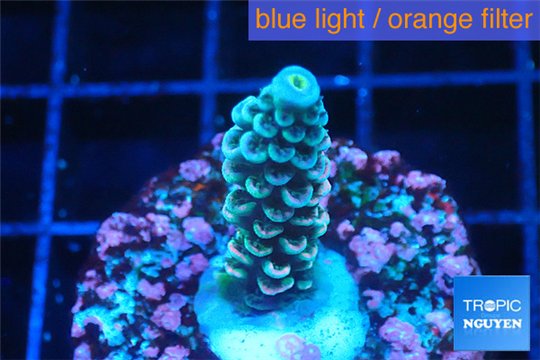 Acropora rainbow Indonesia 2-3 cm WYSIWYG acclimaté