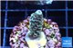 Acropora rainbow Indonesia 2-3 cm WYSIWYG acclimaté