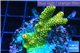 Acropora gold Indonesia 3-4 cm WYSIWYG acclimaté