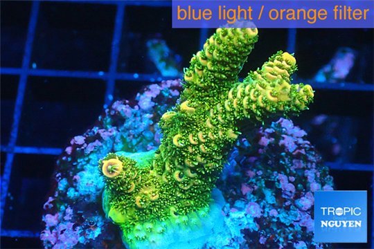 Acropora gold Indonesia 3-4 cm WYSIWYG acclimaté