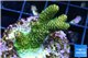 Acropora gold Indonesia 3-4 cm WYSIWYG acclimaté