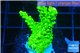 Acropora full neon green 3-5 cm WYSIWYG acclimaté