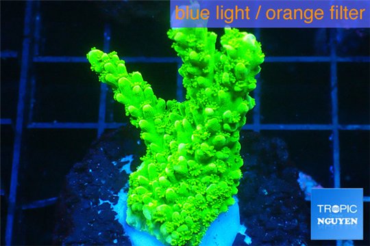 Acropora full neon green 3-5 cm WYSIWYG acclimaté