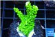 Acropora full neon green 3-5 cm WYSIWYG acclimaté