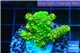 Acropora gold Indonesia 2-4 cm WYSIWYG acclimaté