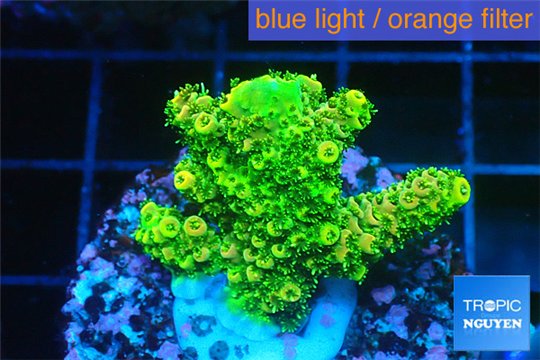 Acropora gold Indonesia 2-4 cm WYSIWYG acclimaté