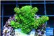 Acropora gold Indonesia 2-4 cm WYSIWYG acclimaté