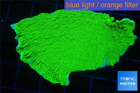 Montipora capricornis green 3-5 cm WYSIWYG acclimaté