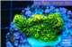 Acropora gold Indonesia 2-3 cm WYSIWYG acclimaté