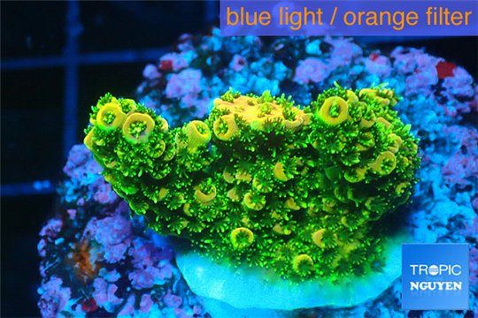 Acropora gold Indonesia 2-3 cm WYSIWYG acclimaté